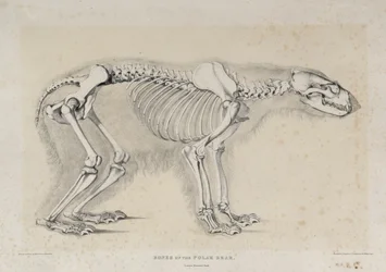 Knochen des Eisbären, gedruckt von S. Lingham, veröffentlicht von Darton und Clark, London